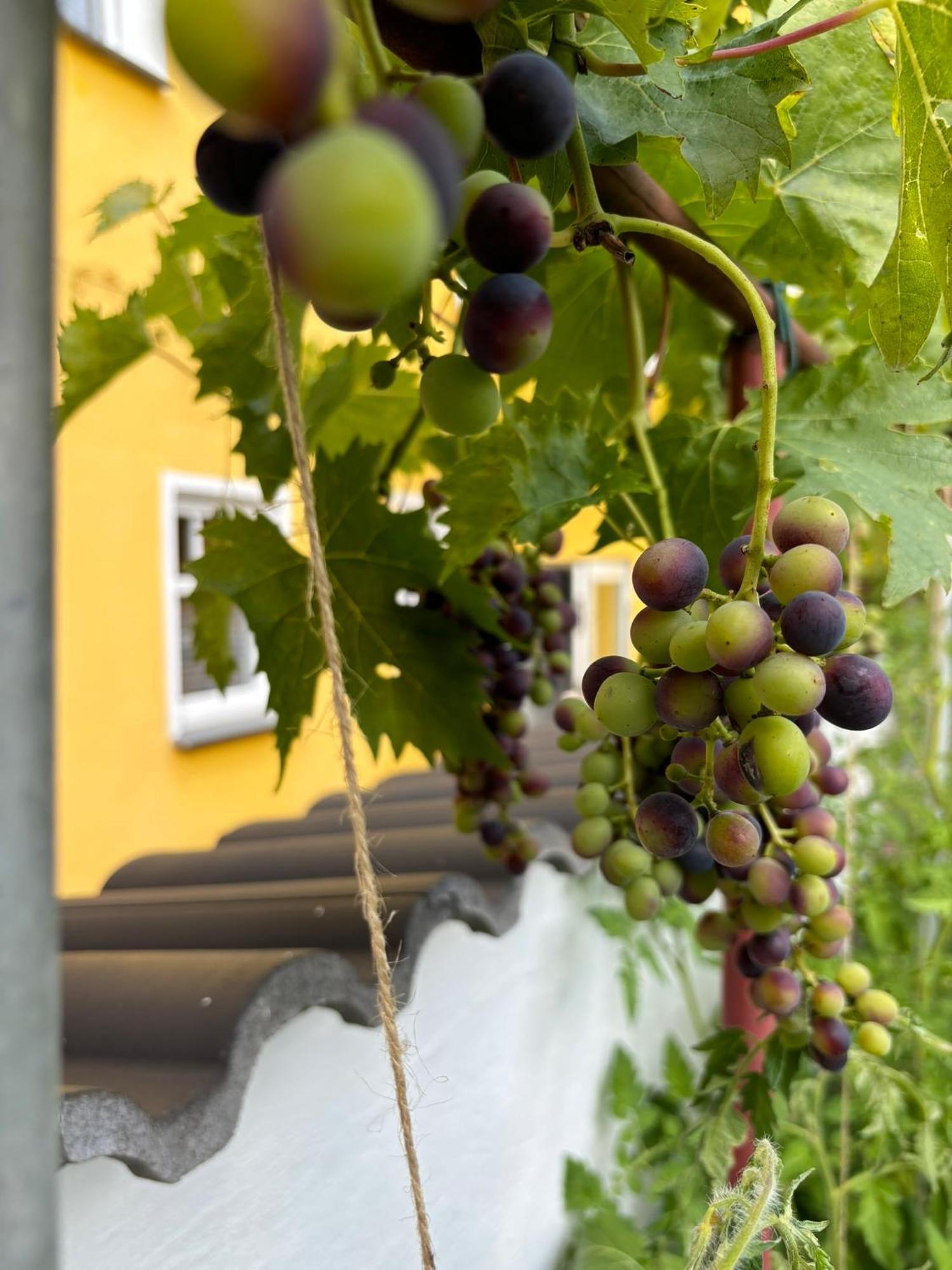 Haus Rheinleben Lägenhet Boppard Exteriör bild